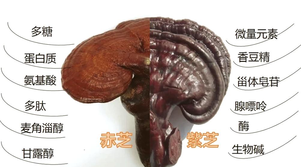 黑灵芝和赤灵芝哪个好