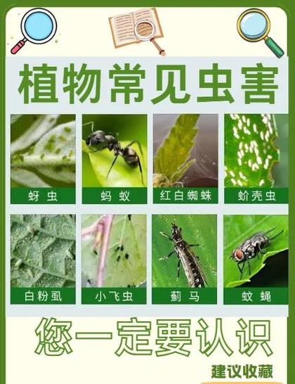 怎样灭小黑飞虫妙招截图