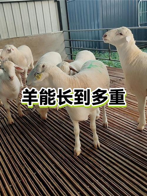 绵羊框架3.0的使用方法图标