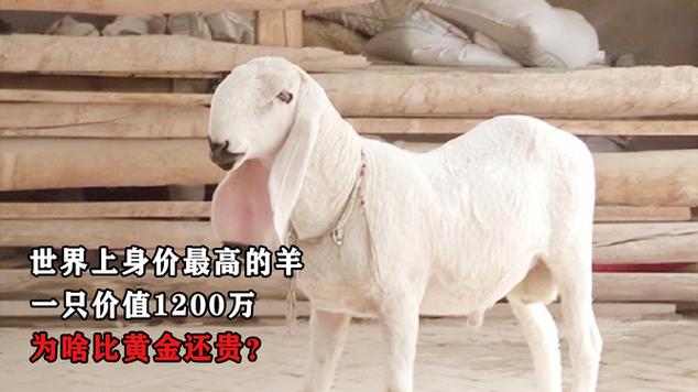 世界最高羊截图