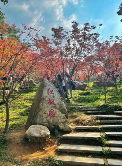 又是一年枫叶红,秋意浓,岁月