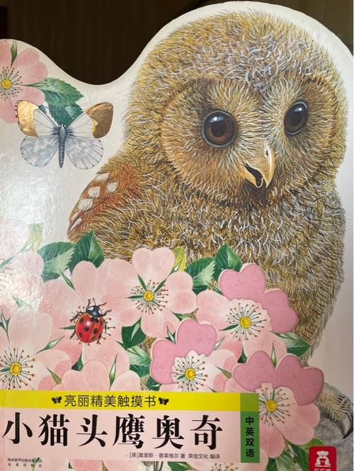 小猫头鹰奥奇