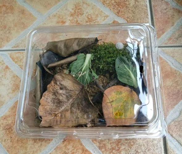 家里进蜗牛什么征兆截图