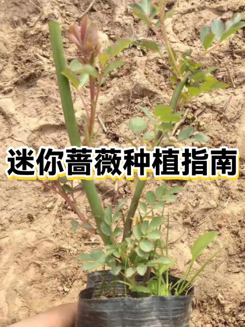 蔷薇的种植方法和注意事项截图