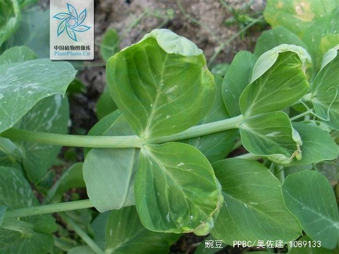 豌豆长啥样