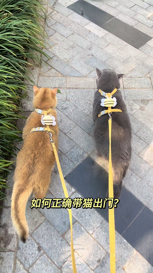 拴猫绳子正确方法图解