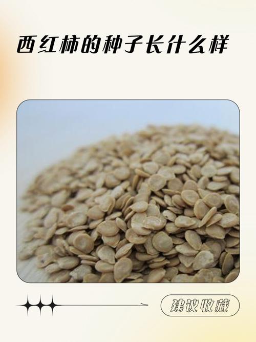 番茄里面的籽是种子吗缩略图