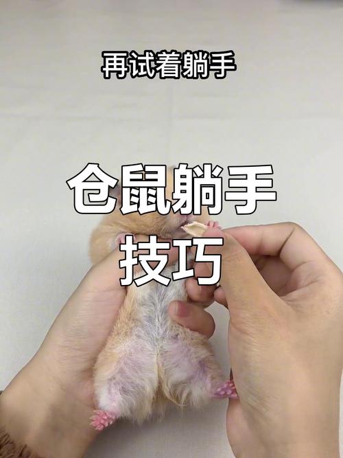 仓鼠下肢没劲儿站不稳截图