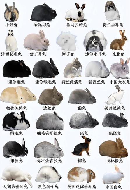 宠物兔品种