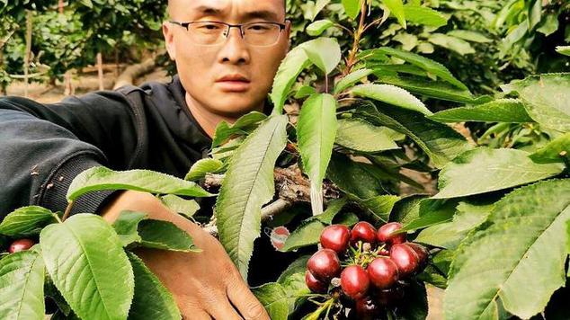 ssa樱桃树形截图