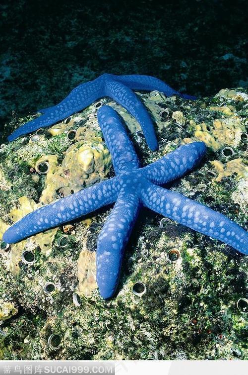 合体海生物图片截图