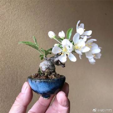 掌上花app官方下载缩略图