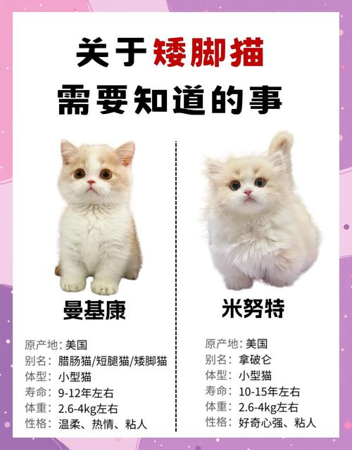 矮脚猫能活多久截图