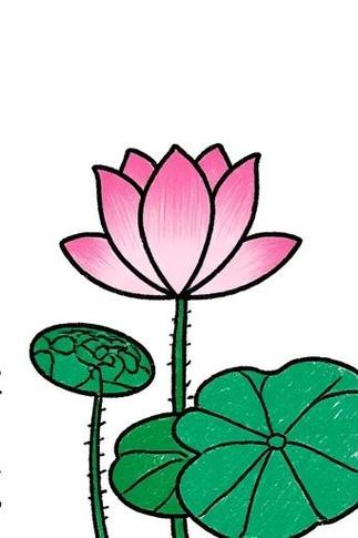 荷花教程视频缩略图
