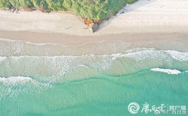 海草和海藻的图片缩略图