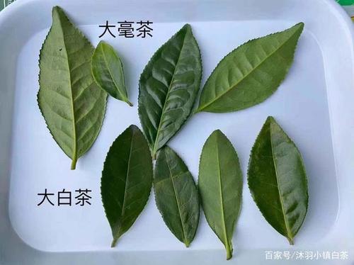 福鼎白茶图片截图