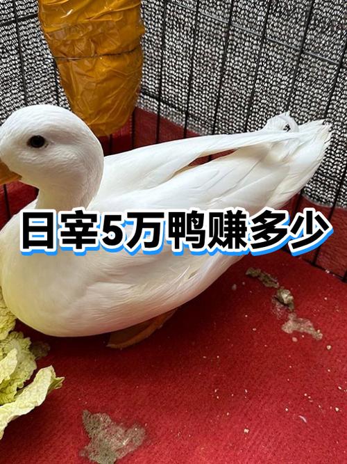 卖鸭货一月能挣多少钱截图