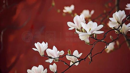 花枝视频