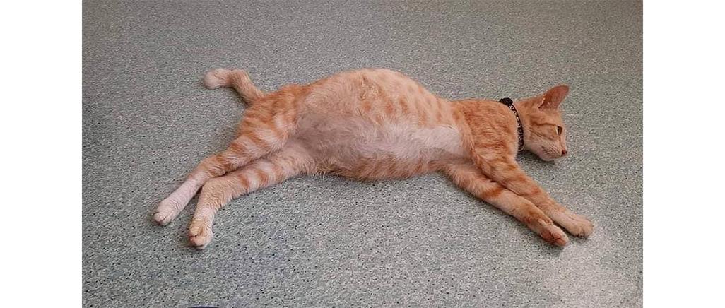 小猫咪肚子咕咕响什么意思截图