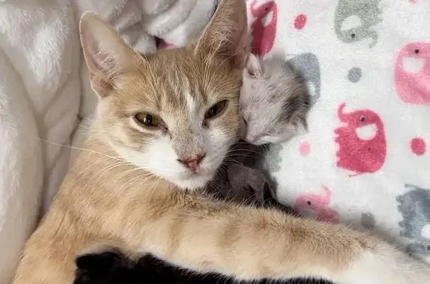 母猫多久带小猫出来玩截图