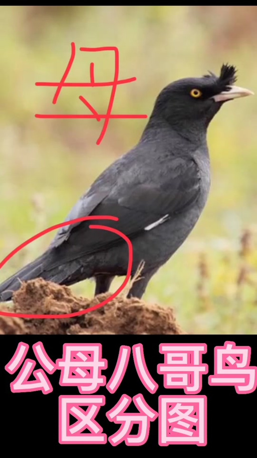 八哥鸟一生认几个主人