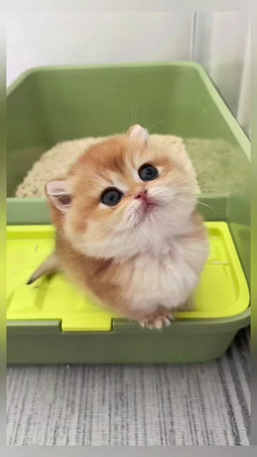 矮脚猫可以长多大缩略图