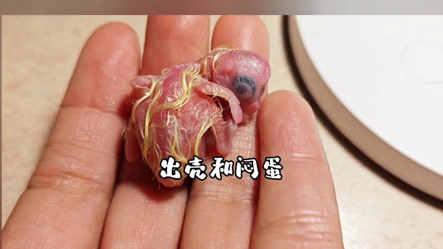 单只母玄凤会一直下蛋吗截图