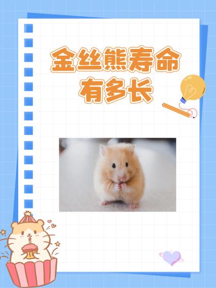 金丝熊一般多久认主人缩略图