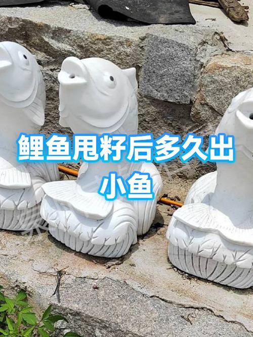鲤鱼甩籽一般持续几天截图