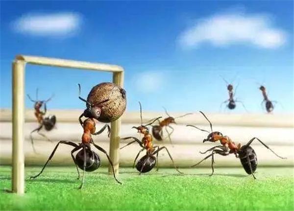 《把大象搬进蚂蚁窝》读后感截图