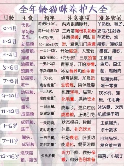 猫的正确喂养方法