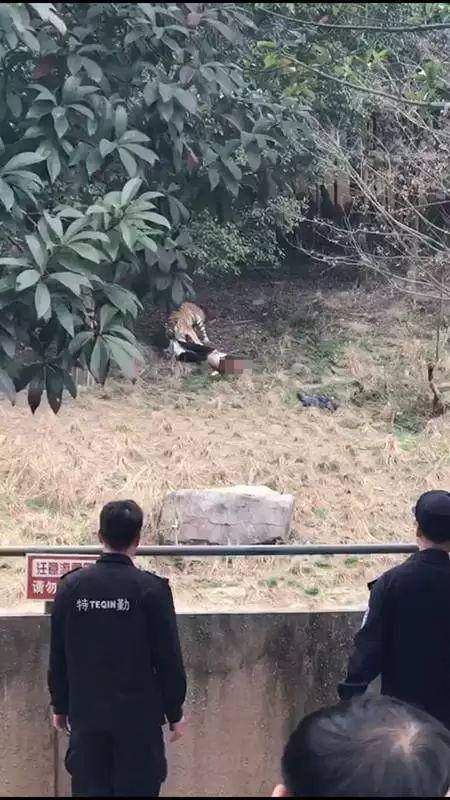 宁波老虎咬人视频全程