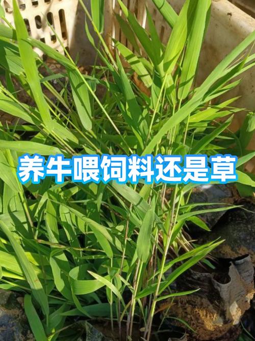草饲料合成方法图标