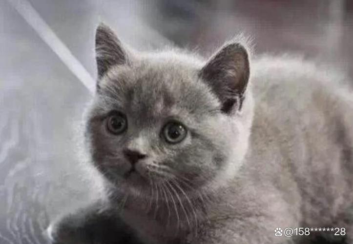 蓝猫寿命一般多少年