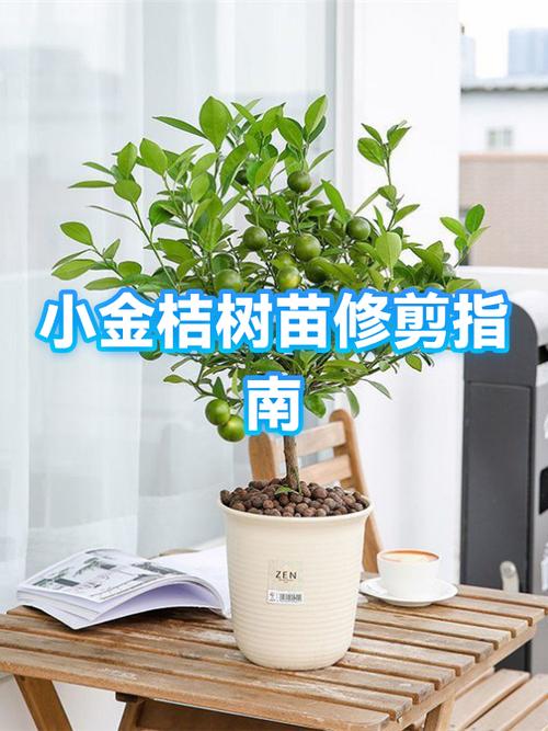 金桔什么时候剪枝怎么剪游戏截图