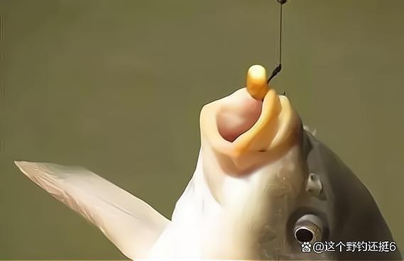 鲤鱼一般离岸边多远截图