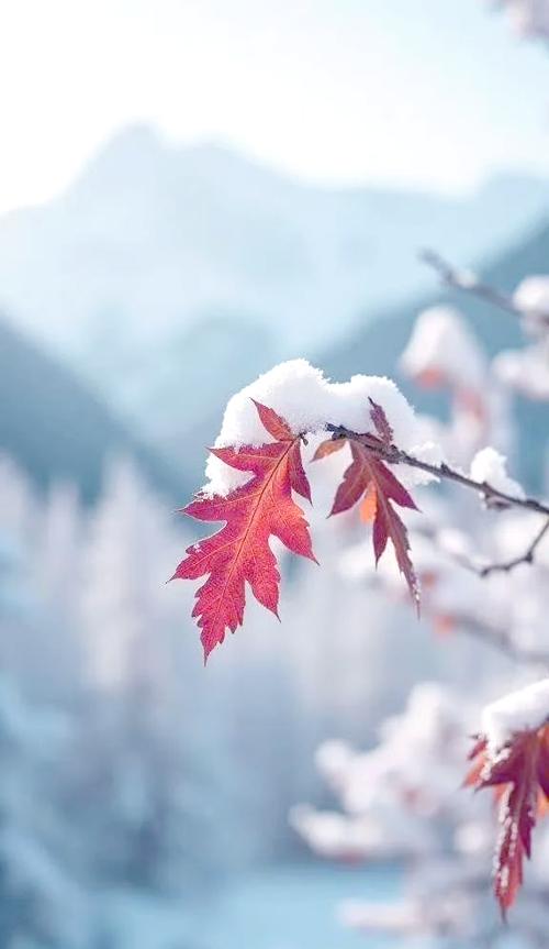 雪中枫叶图片缩略图
