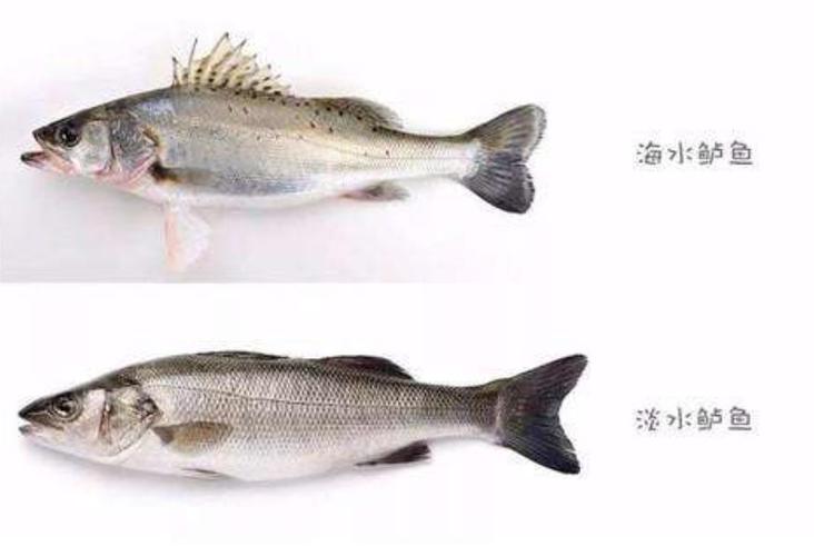 鲈鱼是淡水鱼还是海鱼