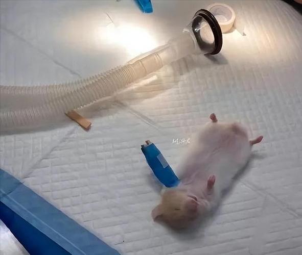仓鼠宠物医院缩略图