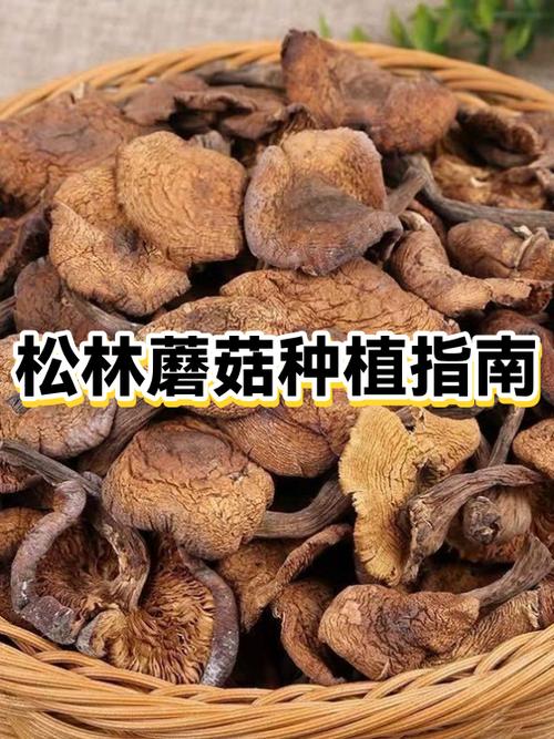 泰拉瑞亚蘑菇种子种植条件游戏截图