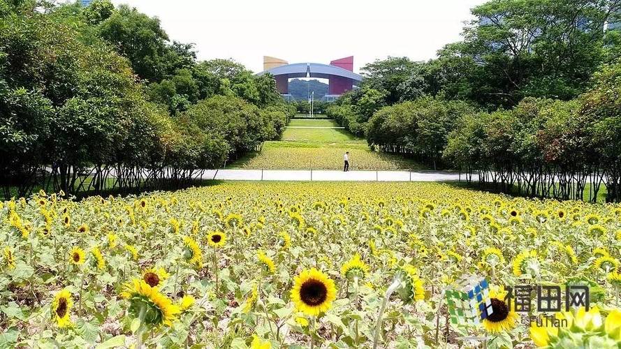 市民中心向日葵花海地址