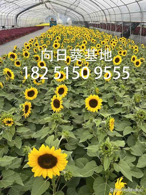 种向日葵要把瓜子壳去掉吗图标