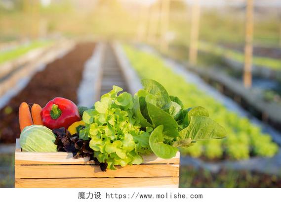 农场种蔬菜赚钱中文版游戏截图