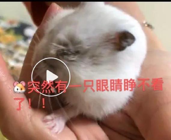 仓鼠5天不管它可以吗缩略图