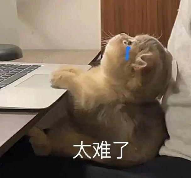 红温猫猫头表情包