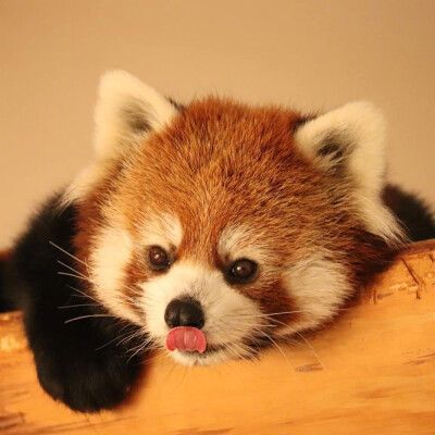 可爱熊猫头像图标