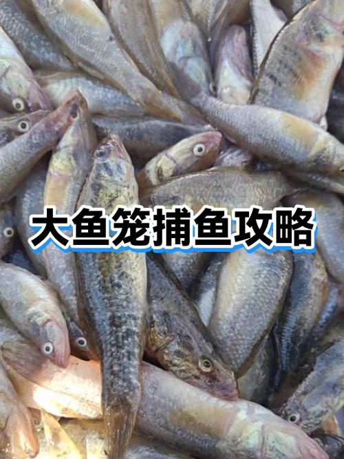 捕鱼游戏各种鱼的打法