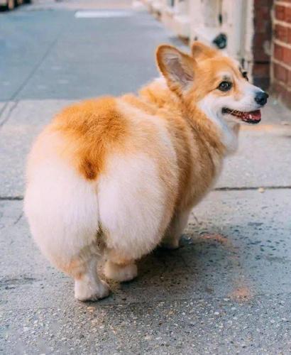 pp狗行车记录仪截图