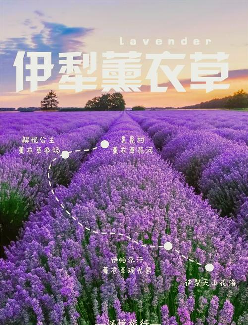 薰衣草研究所实验室手机版截图