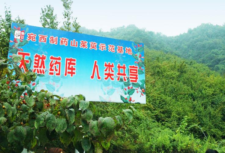 山间药园截图